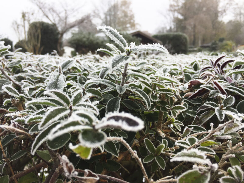 Garten im Februar: Frost überzieht eine Ligusterhecke.