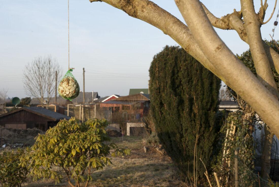 Garten im Februar: Ein Meisenknödel hängt in einem Baum, im Hintergrund ist ein Garten zu sehen.