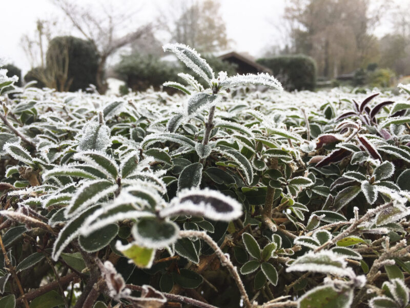 Garten im Februar: Frost überzieht eine Ligusterhecke.