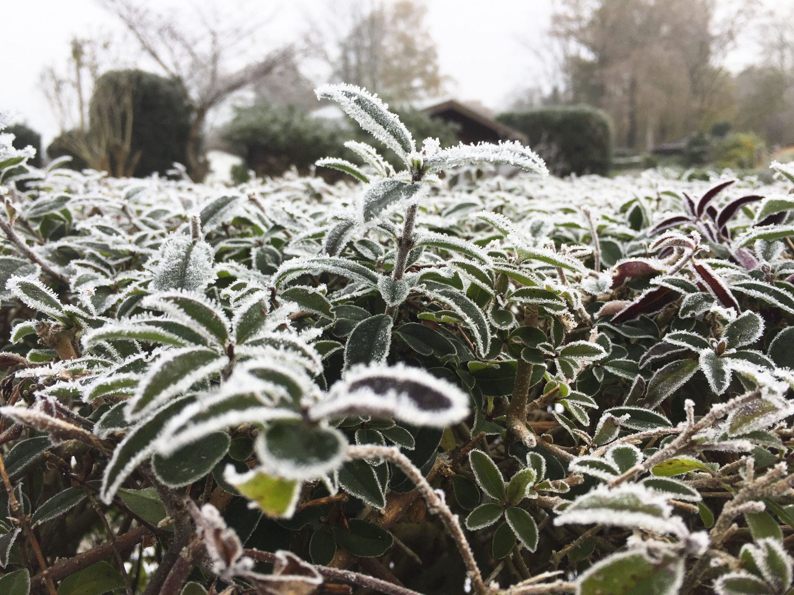 Garten Im Februar Das Ist Zu Tun In Den Beeten Und Auf Der