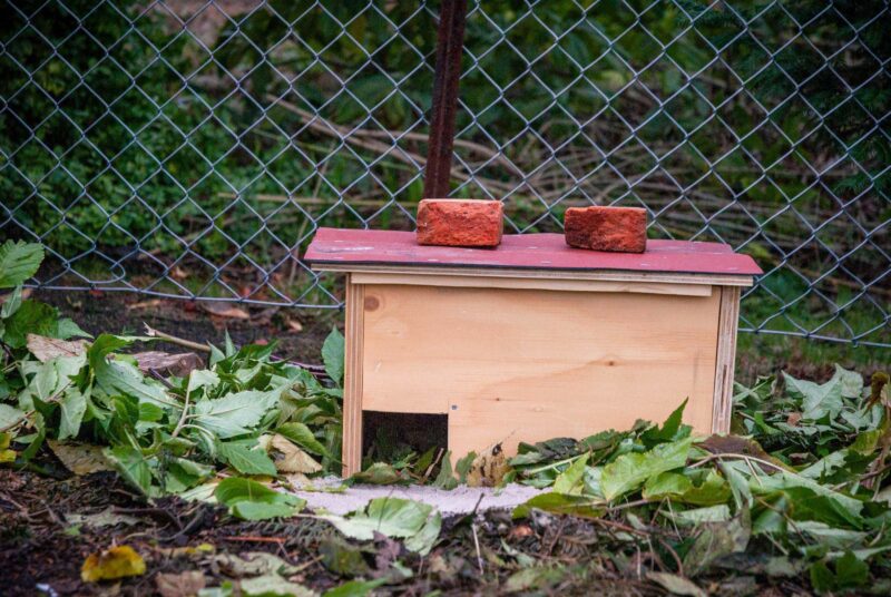 Ein selbst gebautes Igelhaus steht in einem Garte