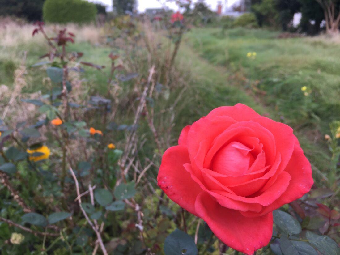 Rosenblüte in einem Kleingarten in Hamburg.