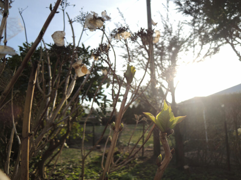 Garten im April: Knospen einer Hortensie.