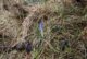 Die Knospe eines Krokus schaut durch altes Gras und Moos hervor.
