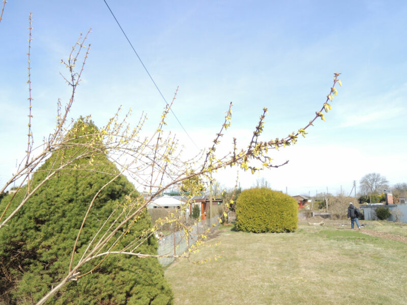 Forsythienblüten an einem Zweig einer Forsythie, im Hintergrund sieht man einen Mann durch einen Garten laufen.