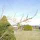 Forsythienblüten an einem Zweig einer Forsythie, im Hintergrund sieht man einen Mann durch einen Garten laufen.