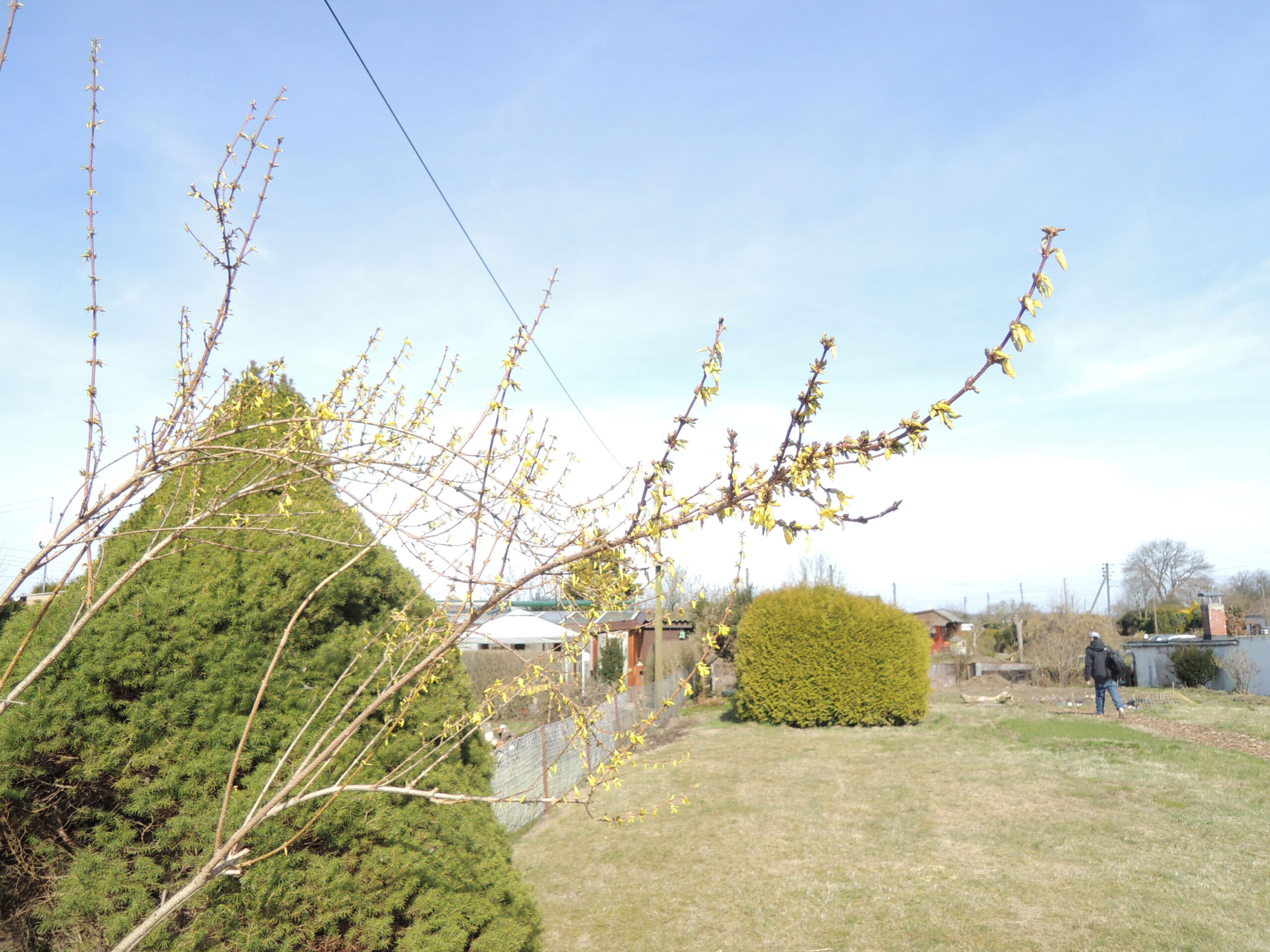 Forsythienblüten an einem Zweig einer Forsythie, im Hintergrund sieht man einen Mann durch einen Garten laufen.