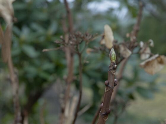 Garten im März: die Knospe an einer Hortensie.