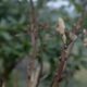 Garten im März: die Knospe an einer Hortensie.