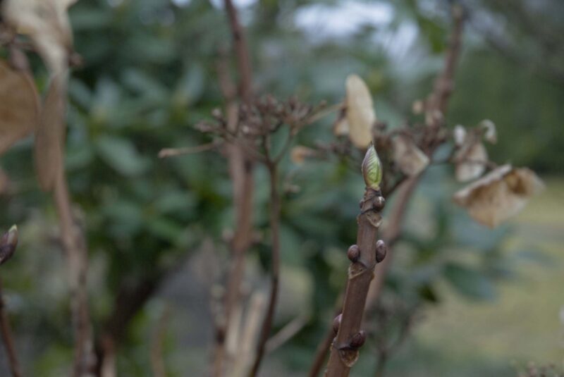 Garten im März: die Knospe an einer Hortensie.