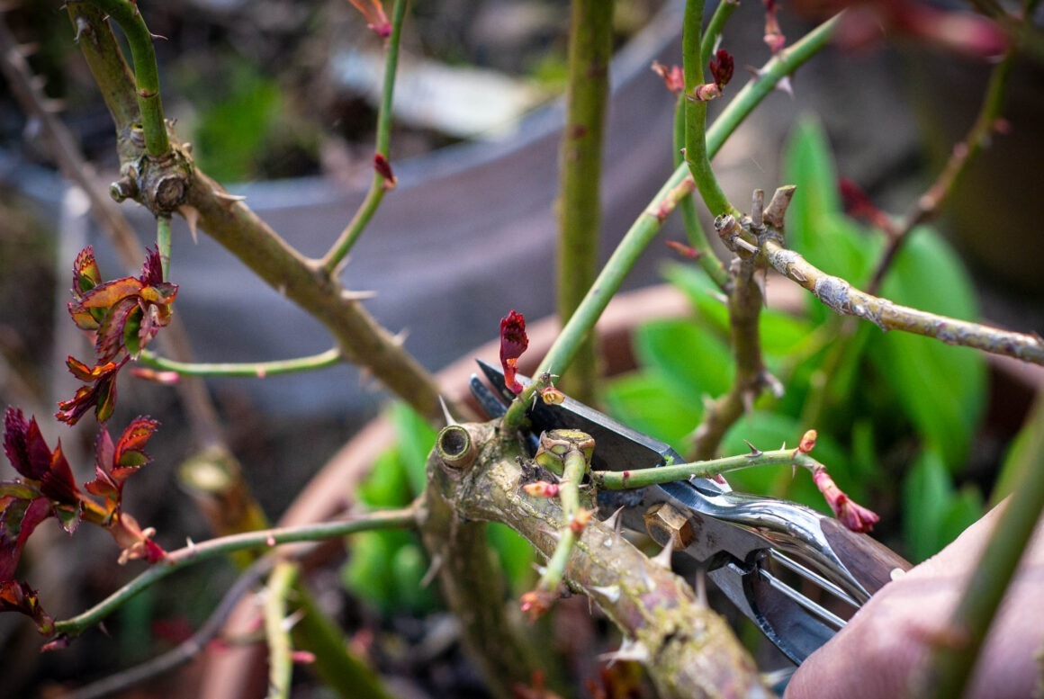 Detailansicht einer Gartenschere, mit der eine Rose geschnitten wird. 