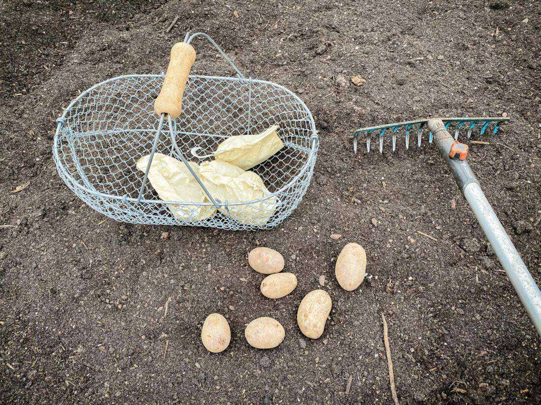 Kartoffeln Pflanzen In Schritten Zum Ernteerfolg