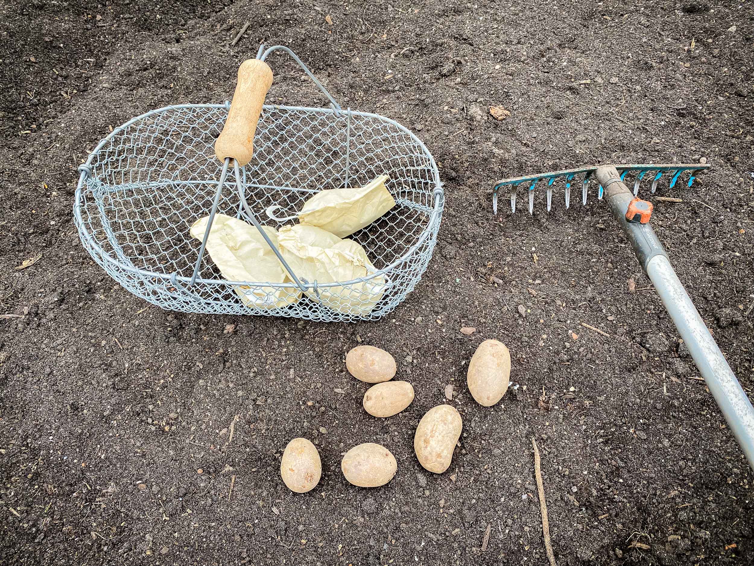Saatkartoffeln liegen in einem Beet, daneben ist eine Harke abgelegt.