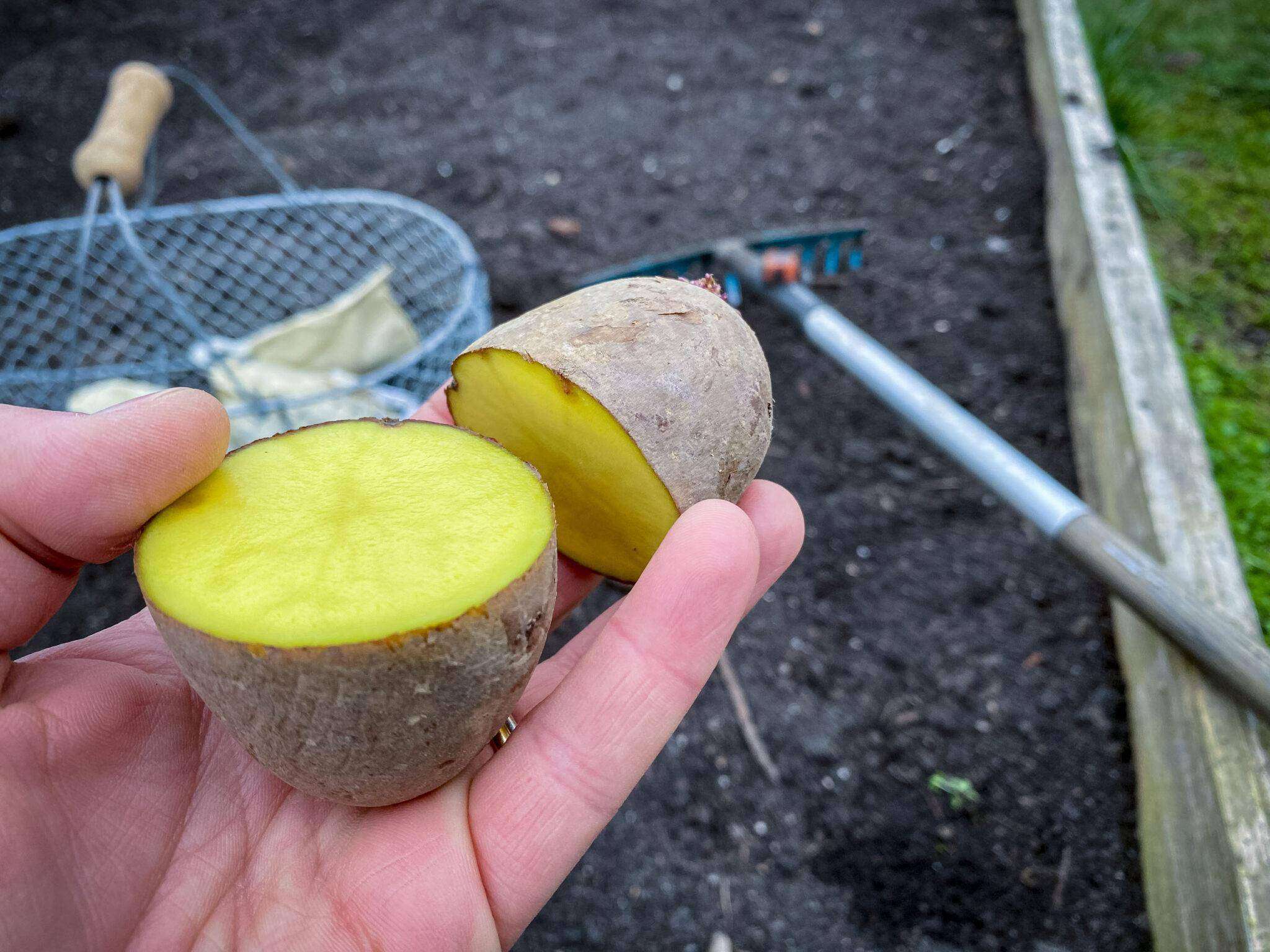 Kartoffeln Pflanzen In Schritten Zum Ernteerfolg