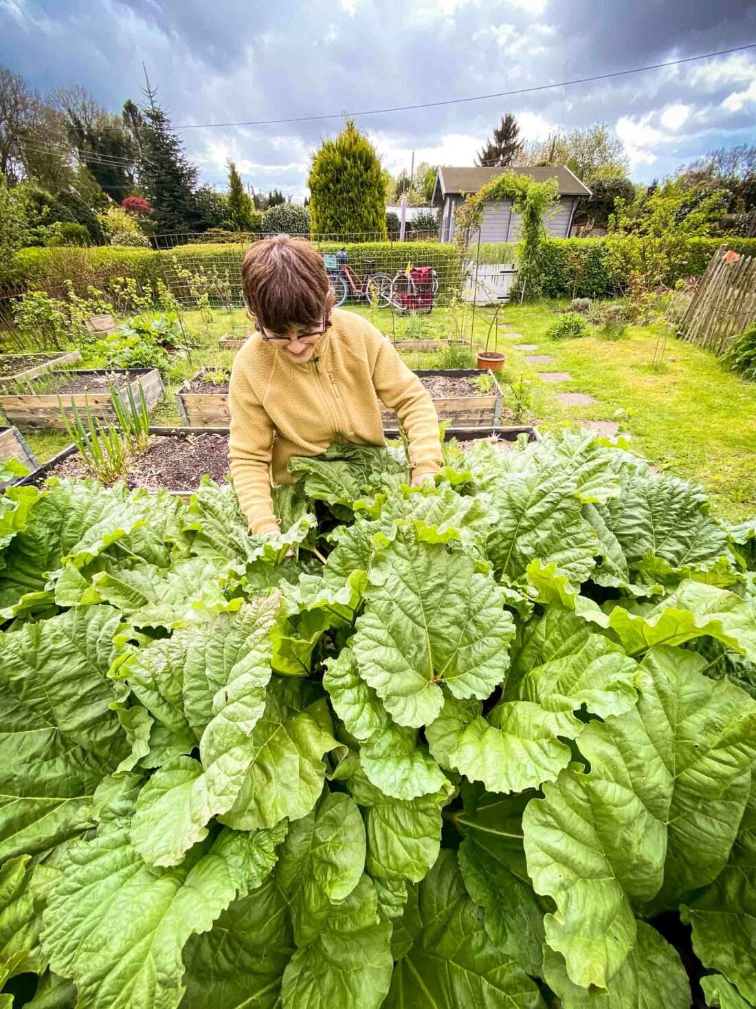 Rhabarber pflanzen: Eine Frau beugt sich über Rhabarber im Hochbeet.