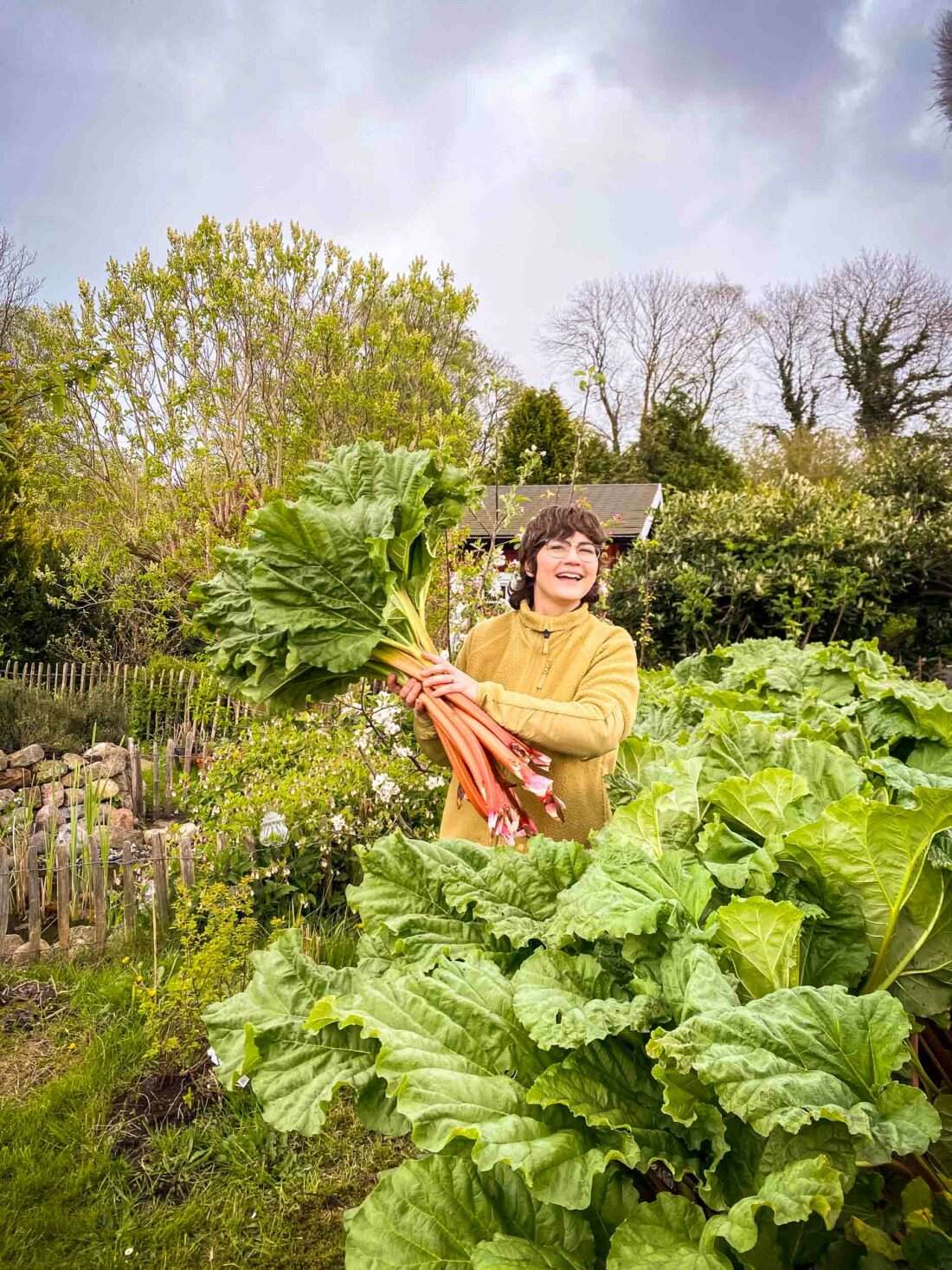 Einre Frau hält einen Arm voll geerntete Rhabarberpflanzen in die Kamera.