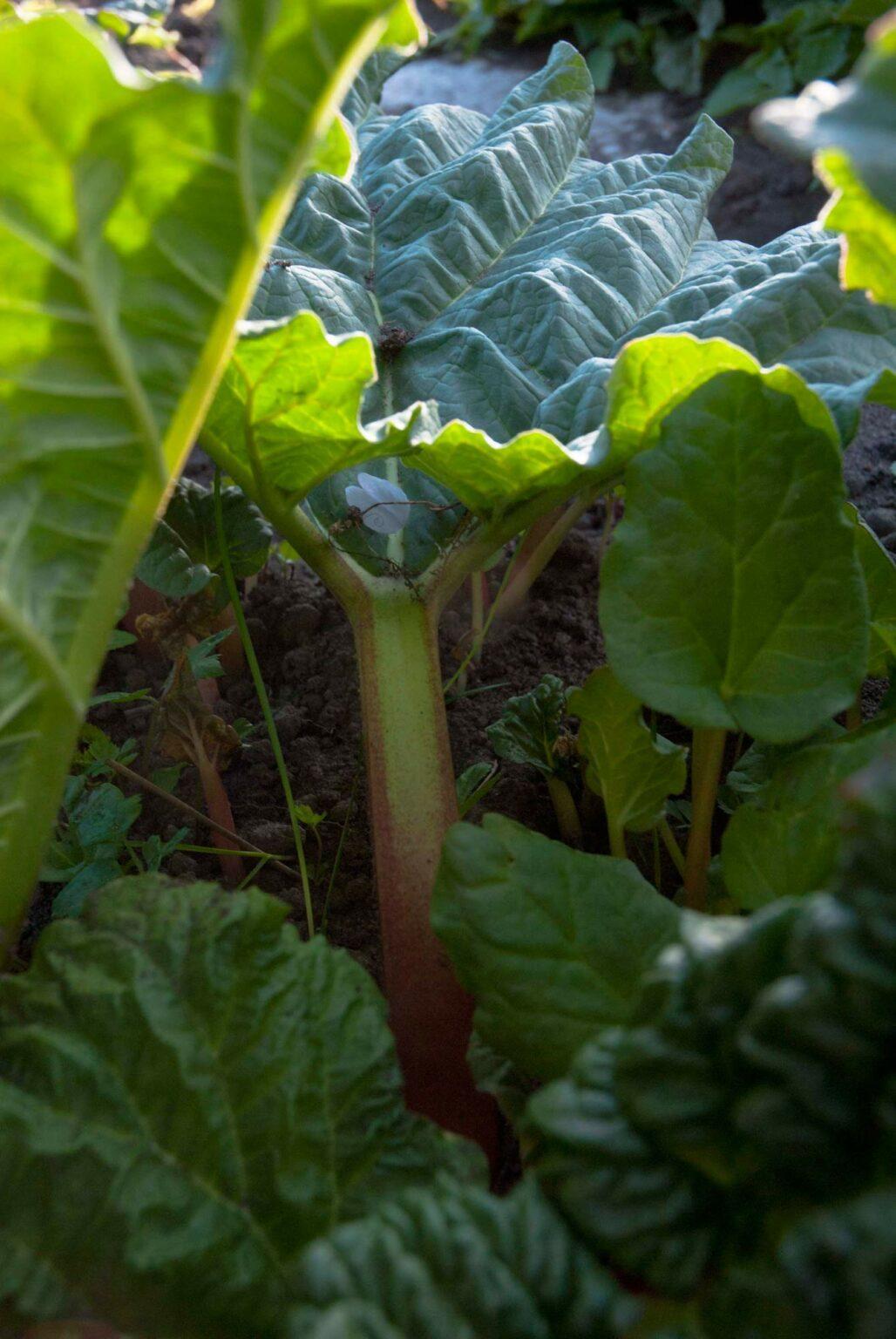 Rhabarber pflanzen, pflegen, ernten Unsere besten 12 Tipps!