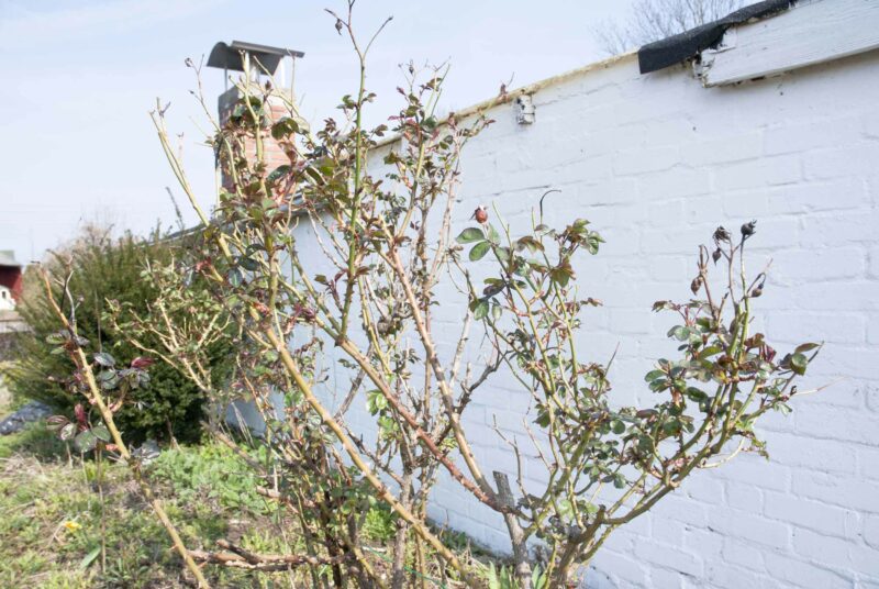 Rosen schneiden: eine Rose, die einen Schnitt nötig hat, vor einer geweißelten Ziegelsteinwand.