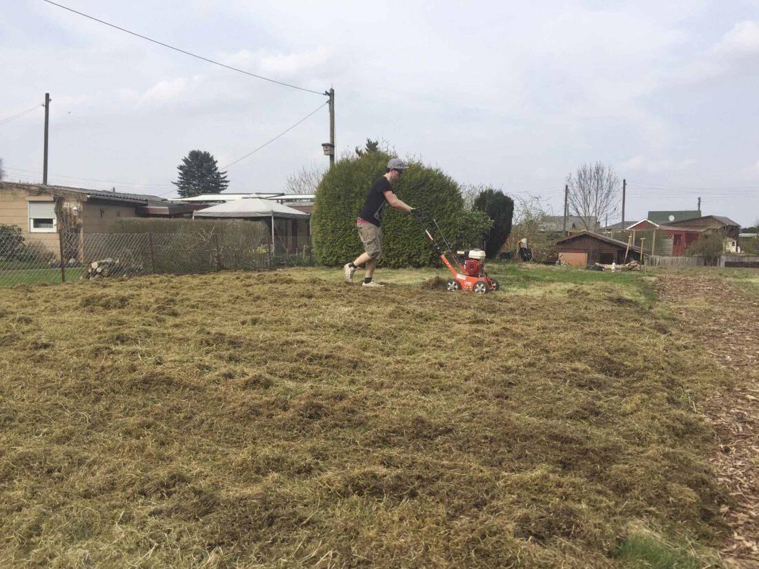 Ein Mann schiebt einen Vertikutierer über einen Rasen, im Vordergrund liegt bereits herausgezogenes Gras.