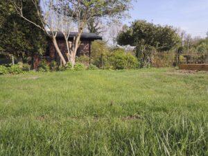 Eine Rasenfläche mit wenigen kahlen Flecken, im Hintergrund ist ein Fliederbusch zu sehen.