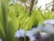 Garten im Mai: Maiglöckchen und Vergissmeinnicht blühen.