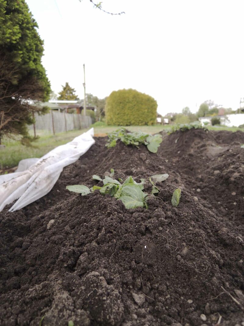 Kartoffeln häufeln: eine mit Erde bedeckte Kartoffelpflanze in einem mit Holz eingefassten Beet.