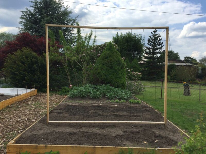 Eine selbst gebaute Rankhilfe mit Holzrahmen und Drahtschnüren.