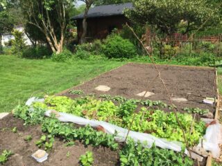 Rankhilfe für Erbsen bauen: Zwei Zweige werden über Kreuz neben einer Reihe von Pflanzen ins Beet gesteckt.