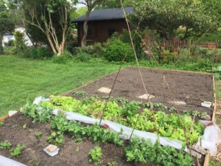 Rankhilfe für Erbsen aus Zweigen selber bauen: Zweige werden über Kreuz neben einer Reihe Zuckererbsen-Pflanzen ins Beet gesteckt.