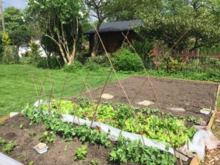 Rankhilfe für Erbsen selber bauen: Mit einem wetterfesten Band wurden Zweige zusammengeknotet.