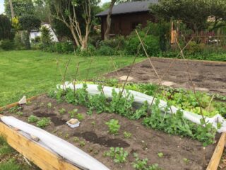 Eine Rankhilfe für Erbsen aus Zweigen steht in einem Beet mit Zuckererbsen.