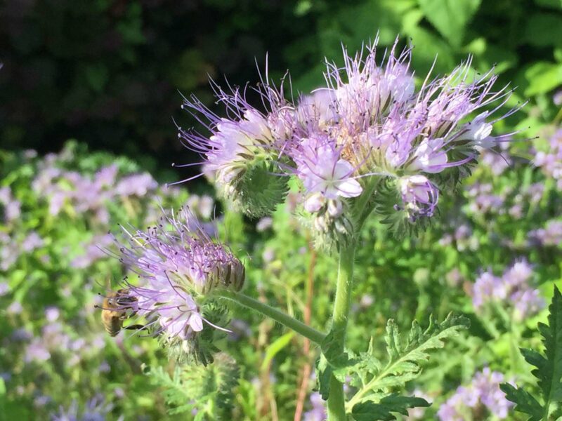 Blüte der Pflanze Bienenfreund, die von einer Biene angesteuert wird.