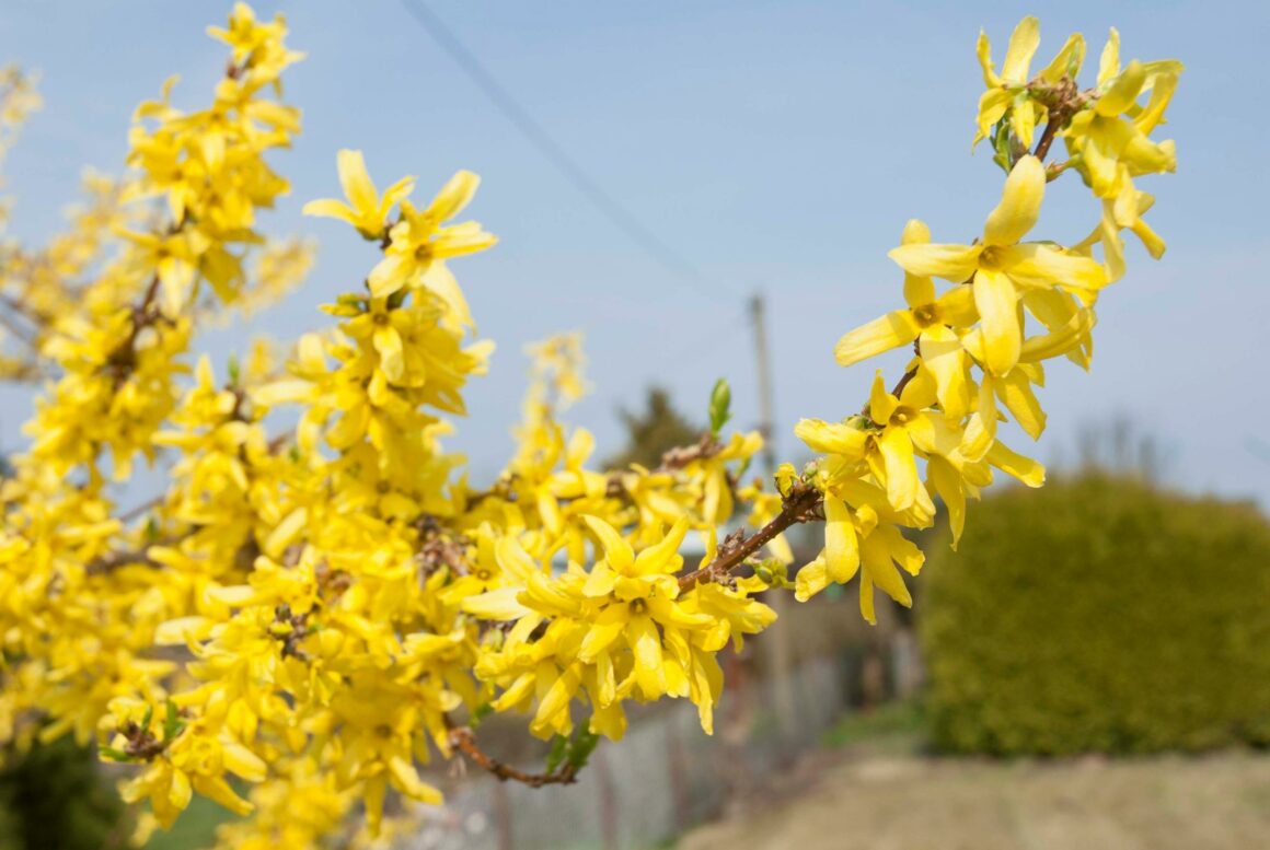 Gelbe Blüte einer Forsythie.