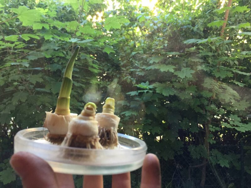 Eine Hand hält ein Glasschälchen mit drei Lauch-Wurzeln, aus denen dunkelgrüne Stängel nachkeimen.