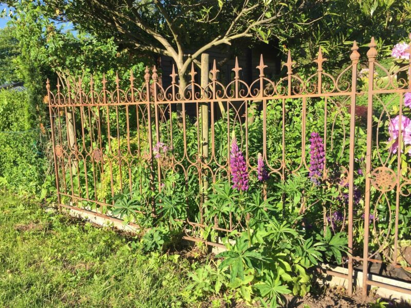 Garten im Juni: eine Lupine blüht vor einem Gartenzaun aus Gusseisen.