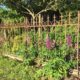 Garten im Juni: eine Lupine blüht vor einem Gartenzaun aus Gusseisen.