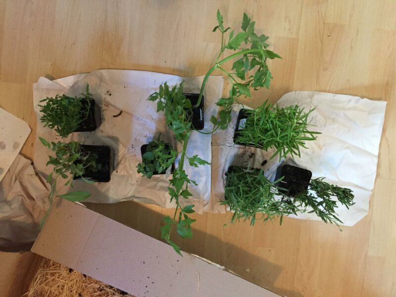 Kräuterpflanzen von Rühlemann's.