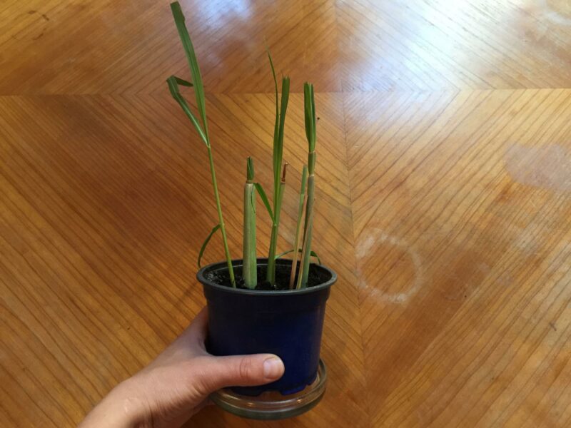 Zitronengras im Topf.