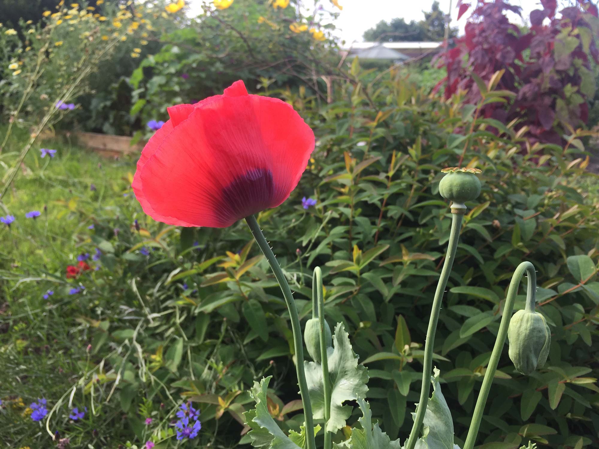 Unser Garten im Juli Was wir planen und was jetzt getan werden muss