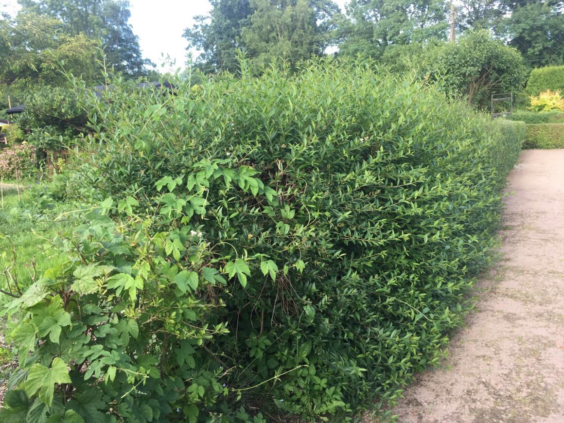 Eine Ligusterhecke vor dem Heckenschnitt.