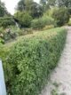 Im Juni geschnittene Liguster-Hecke