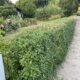 Im Juni geschnittene Liguster-Hecke
