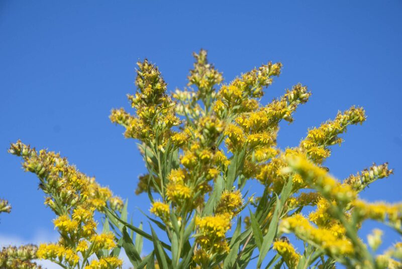 Blüten einer Goldrute vor blauem Himmel.