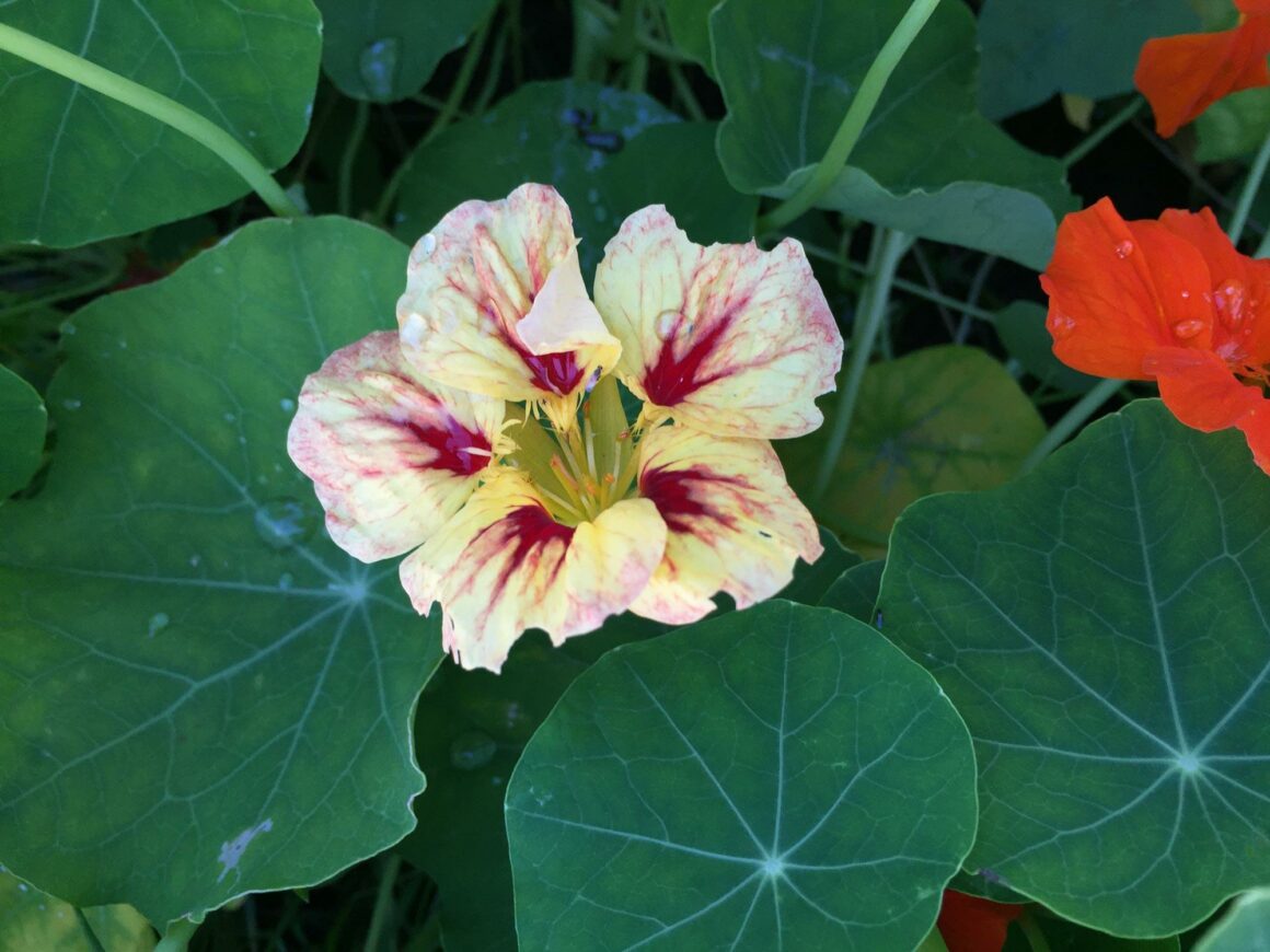 gartenimaugustkapuzinerkresse Ein Stück Arbeit