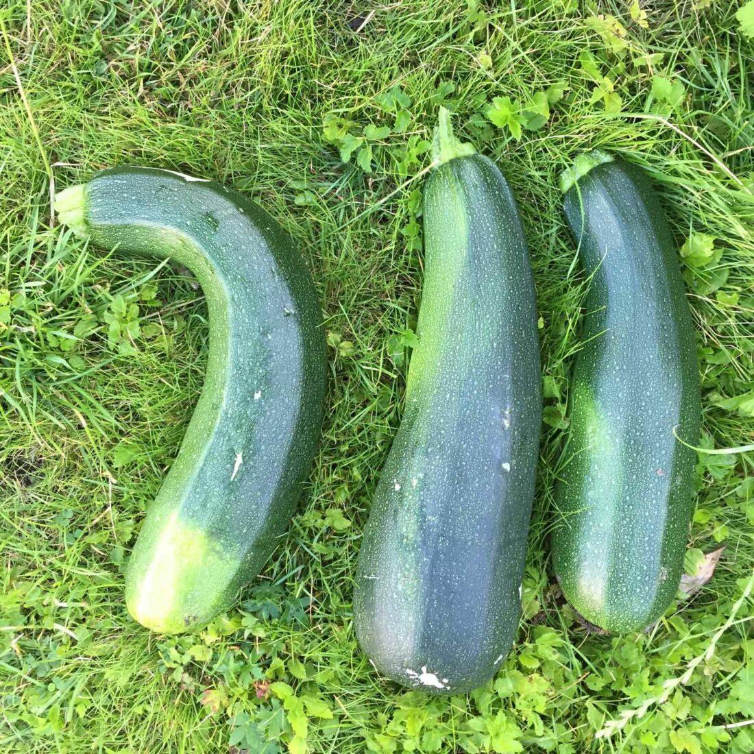 Zucchini ernten und lagern & die besten Rezeptideen rund um das Gemüse