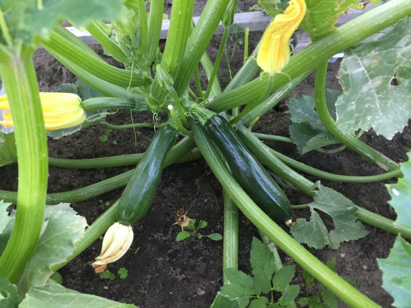 Eine Zucchini-Pflanze mit Blüten und Früchten.