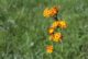 Ein Wildkraut mit einer orangefarbenen Blüte auf einem Rasen.