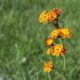 Ein Wildkraut mit einer orangefarbenen Blüte auf einem Rasen.