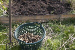 Bild von der Kartoffelernte: Eine Grabegabel steckt neben einerm Korb voller frisch geernteter Kartoffeln im Boden.