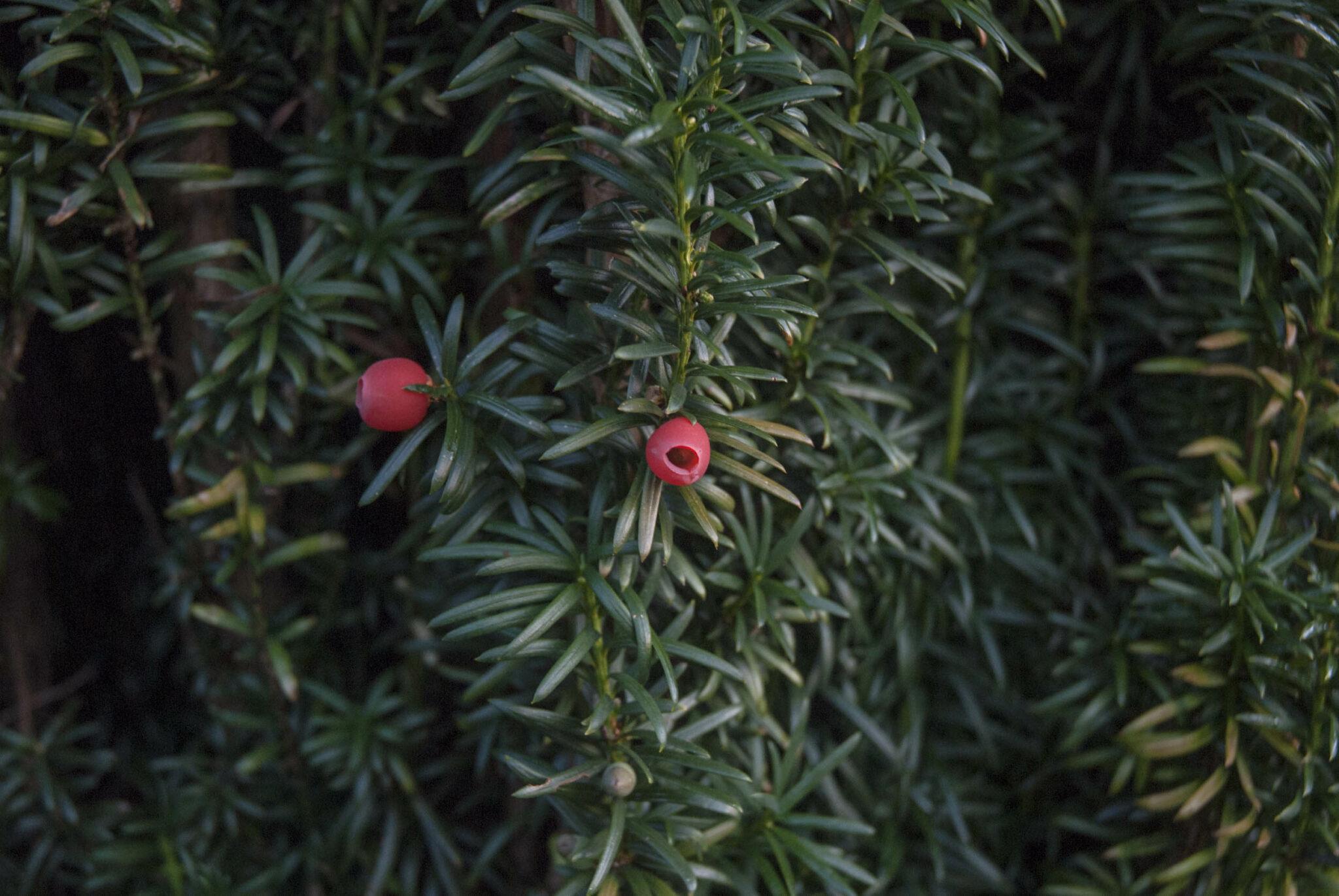 Garten im Oktober Was vor dem Jahresende noch ansteht